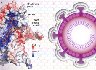 How does the coronavirus make changes that prevent cells from not recognizing it?