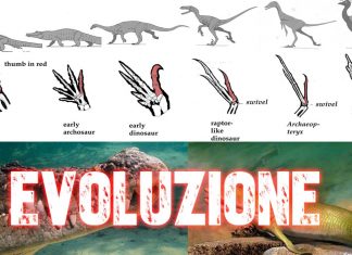 Evoluzione: i rettili sono stati i primi ad evolversi