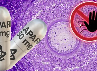 The breast cancer drug Olaparib damages the deposit of immature eggs in the ovaries