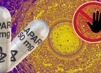 Il farmaco antitumorale Olaparib danneggia il deposito di uova immature nelle ovaie