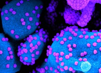 The gene TLR7 is as an essential player in the immune response against SARS-CoV-2