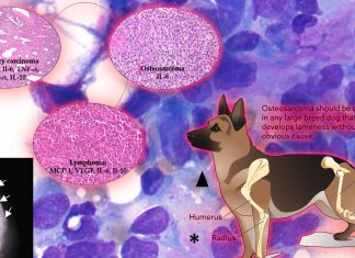 L’immunoterapia per l’osteosarcoma tratta con successo il cancro alle ossa nei cani