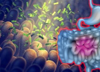 Researchers identify a key biomolecule that enhances the repair of your gut lining