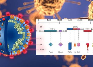 COVID-19 : coronavirus 3CLpro inhibitors block replication of the viruses