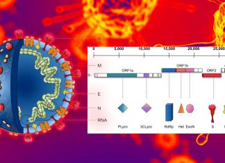 COVID-19: gli inibitori del coronavirus 3CLpro bloccano la replicazione del virus