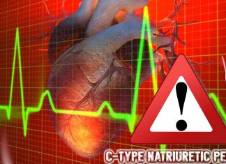 High levels of C-type Natriuretic Peptide (CNP) hormone in the blood increase risk of heart disease