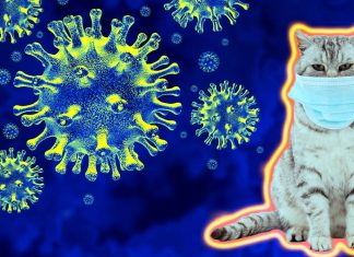 COVID-19: An antiviral drug used to treat cat coronavirus is expected to be effective as a treatment for humans