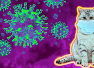 COVID-19: un farmaco antivirale usato per trattare il coronavirus del gatto dovrebbe essere efficace come trattamento per l’uomo