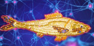 Omega-3: DHA protects neuron cells – promotes their survival and helps treat ischemic stroke and other cardiovascular diseases