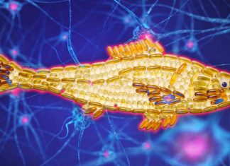 Omega-3: DHA protects neuron cells – promotes their survival and helps treat ischemic stroke and other cardiovascular diseases