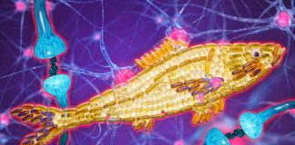Omega-3: il DHA protegge le cellule neuronali – promuove la loro sopravvivenza e aiuta a trattare l’ictus ischemico e altre malattie cardiovascolari