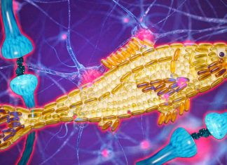 Omega-3: il DHA protegge le cellule neuronali – promuove la loro sopravvivenza e aiuta a trattare l’ictus ischemico e altre malattie cardiovascolari