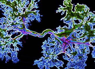DNA called transposable elements play a significant role in influencing the development of the human brain