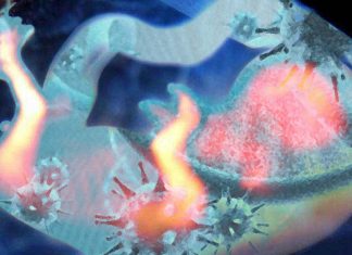 Embryos are susceptible to COVID-19 if the mother gets sick