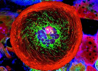 Genetic modifier HDAC6 was found to control tumor growth and halt metastasis in triple-negative breast cancer in vivo