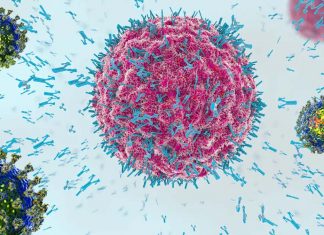 Memory helper T cells that recognize common cold coronaviruses also recognize matching sites on SARS-CoV-2