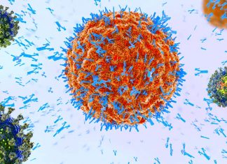 La memoria delle cellule T che riconoscono i comuni coronavirus del raffreddore riconoscono anche il SARS-CoV-2