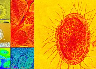 Patescibacteria and DPANN are ancient forms of life that may have never learned how to breathe