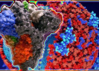 Popular Protein N Antibody Test May Not Detect Antibodies That Could Confirm Protection Against COVID-19 Reinfection