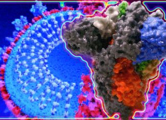 Il popolare test per gli anticorpi della proteina N potrebbe non rilevare gli anticorpi che confermano la protezione contro la reinfezione da COVID-19