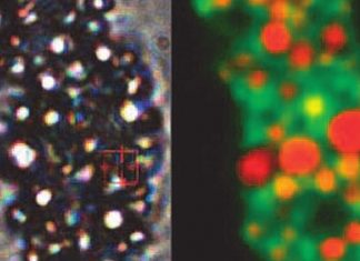 New technology drastically downsize the apparatus used for Raman spectroscopy