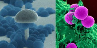 The new vaccine called 4X-SA-GP protects against S. aureus infection