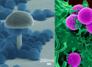 The new vaccine called 4X-SA-GP protects against S. aureus infection