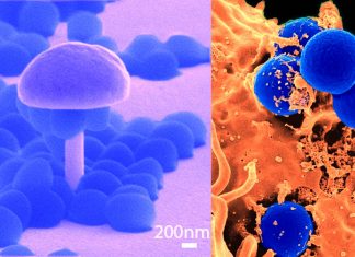 Il nuovo vaccino chiamato 4X-SA-GP protegge dall’infezione da S. aureus