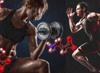 Competitive sports : Carnosine and its precursor beta-alanine increase muscle strength