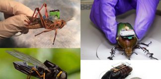 The bomb-sniffing cyborg locusts are a reality