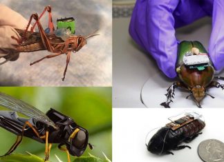 The bomb-sniffing cyborg locusts are a reality