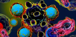 Why do young people and/or women have particularly low response rates to cancer immunotherapy ?