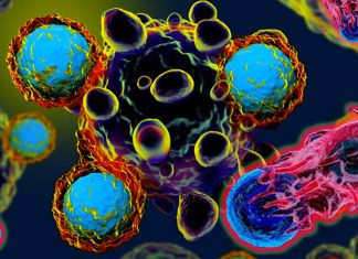 Why do young people and/or women have particularly low response rates to cancer immunotherapy ?
