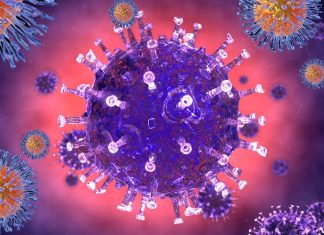 Nuovo approccio genetico per rimuovere almeno il 90% del virus dell’herpes simplex 1 latente