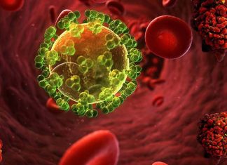 HIV: Researchers identified a process called fucosylation as a feature of persistently infected T cells