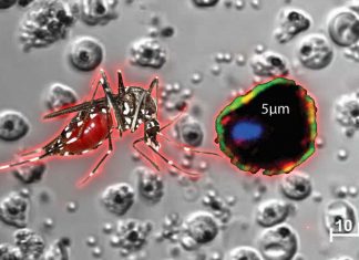 Malaria: drugs developed for cancer that inactivate protein kinases are highly effective in killing the parasite