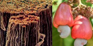The shell of the cashew nut promotes the repair of myelin