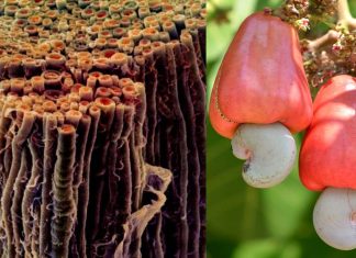 The shell of the cashew nut promotes the repair of myelin