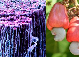 Il guscio dell’anacardio favorisce la riparazione della mielina