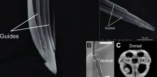 A new tool inspired by nature vastly reduce the trauma from surgery