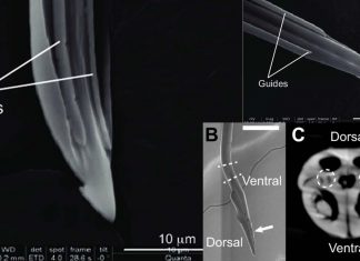 A new tool inspired by nature vastly reduce the trauma from surgery