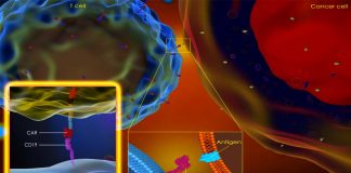 CD19-CAR T cell therapy : new powerful immunotherapies to eradicate solid tumors