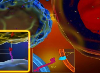 CD19-CAR T cell therapy : new powerful immunotherapies to eradicate solid tumors