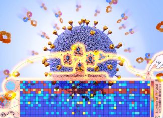 COVID-19 : VirScan can determine which of more than 1000 different viruses have infected a person