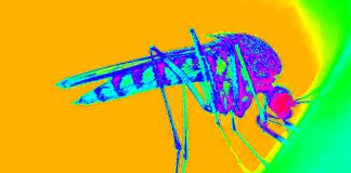 COVID-19 – Zika – Chikungunya – Mosquito: A deadly combination