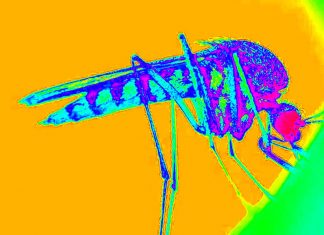 COVID-19 – Zika – Chikungunya – Mosquito: A deadly combination
