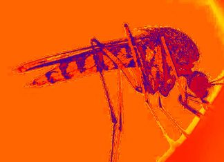 COVID-19 – Zika – Chikungunya – Mosquito: una combinazione mortale