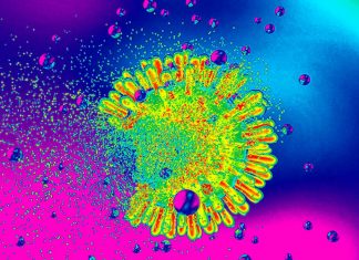 Concanamycin A : Antibiotic molecule enables immune system to kill HIV infected cells