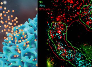 Gamma interferons play a role in preventing depression in healthy people