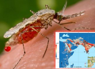 Le zanzare asiatiche minacciano gli abitanti delle città in Africa – milioni a rischio di contrarre la malaria